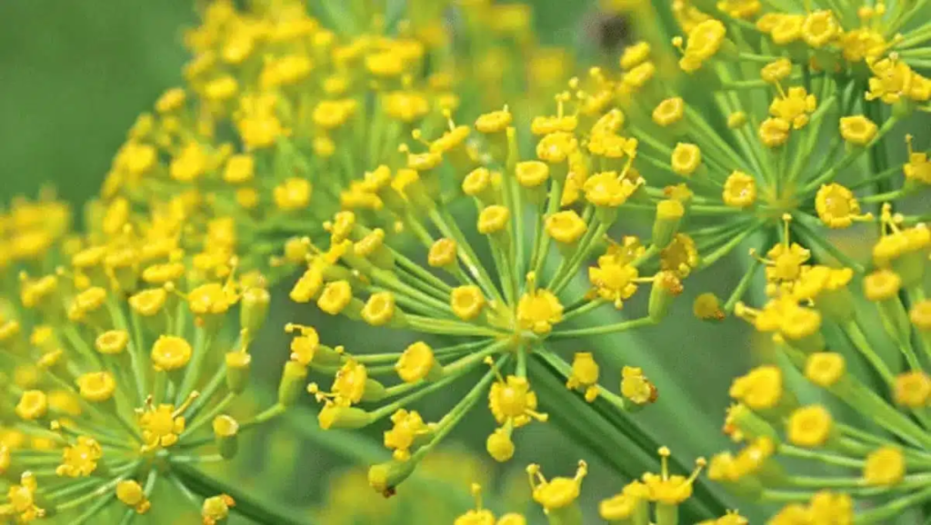 Flores de Erva Doce crescendo em um campo, criando um cenário vibrante e natural.