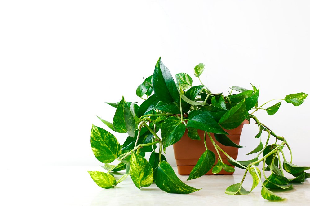 Planta de folhas verdes conhecida como Jiboia sobre uma mesa, destacando a beleza natural e a decoração do ambiente.