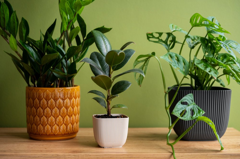 Três tipos diferentes de plantas de interior dispostas sobre uma mesa, criando um ambiente verde e acolhedor.