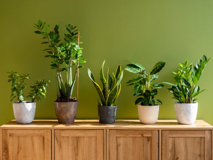 12 Plantas Perfeitas para Cultivar Dentro de Casa