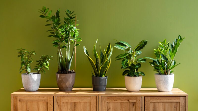 12 Plantas Perfeitas para Cultivar Dentro de Casa